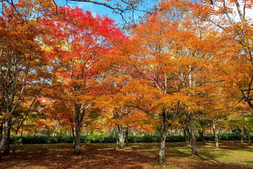 北海道の紅葉 紅葉,秋,福原山荘の写真素材