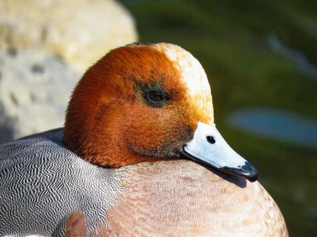 ヒドリガモのオスの横顔のアップ ヒドリガモのオスの横顔のアップ ヒドリガモ,野鳥,動物の写真素材