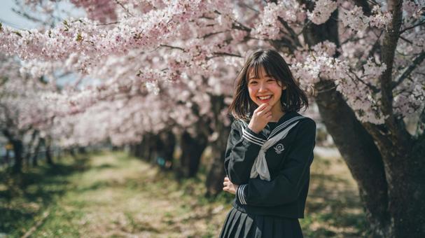 黒セーラーと満開の桜 黒セーラーと満開の桜の写真