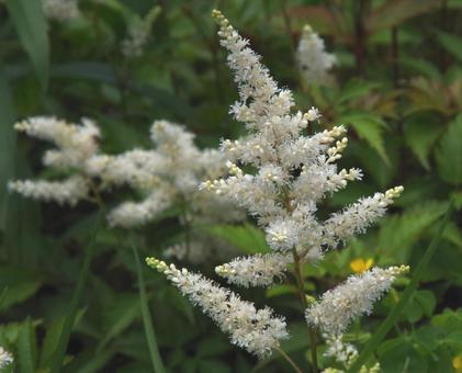 アスチルベ アスチルベ,アケボノショウマ,曙升麻の写真素材