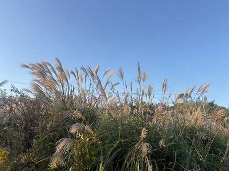 すすき　秋の夕方 ススキ,すすき,秋の写真素材