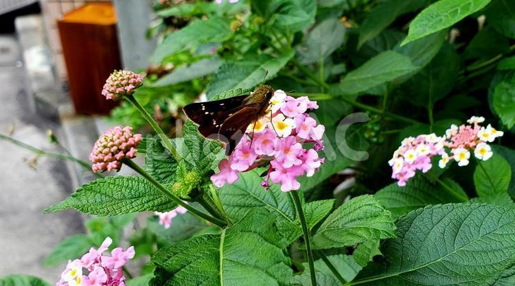 秋の花と蛾(蝶？) 屋外,地面,道路の写真素材