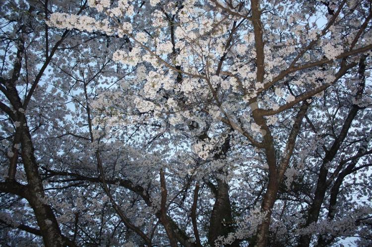 八重畑桜のライトアップ　３ 桜,夕方,照明の写真素材