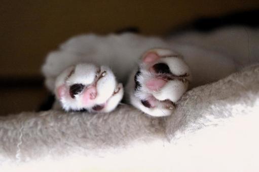 ネコ ネコ 生き物,生物,動物の写真素材