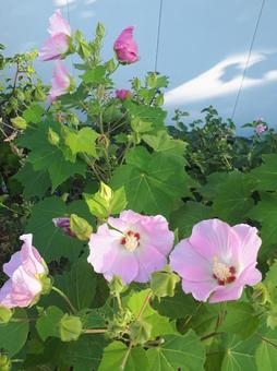 ハイビスカス 芙蓉 ハイビスカス 芙蓉の写真