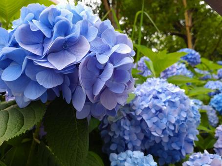 Hydrangea, JPG