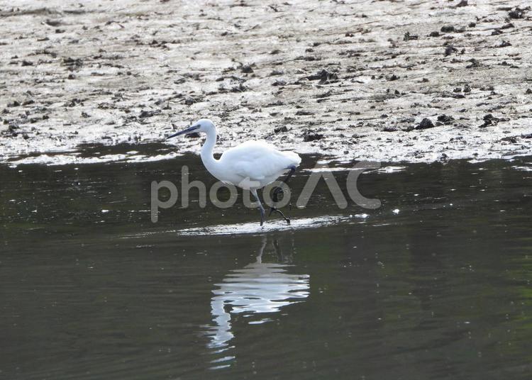 餌を探すコサギ2 コサギ,鳥,野鳥の写真素材