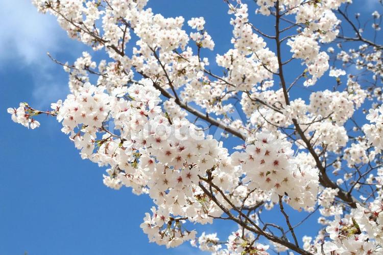 さくらソメイヨシノ 花木,さくら,桜の写真素材