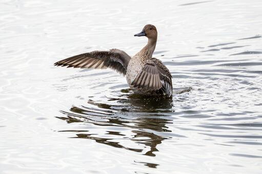 オナガガモの羽ばたき⒀ カモ,オナガガモ,メスの写真素材