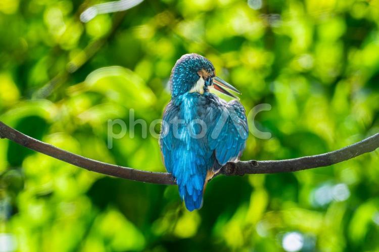 枝にとまるカワセミ カワセミ,野鳥,鳥の写真素材