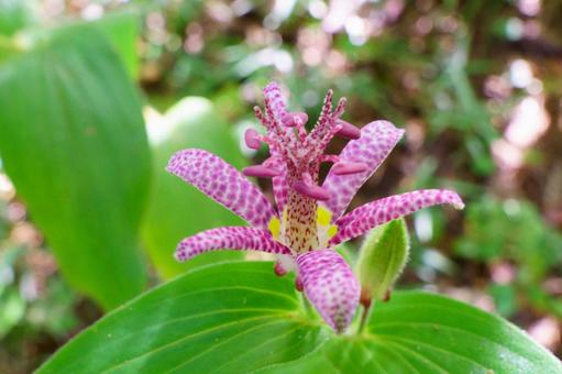 ホトトギスの写真