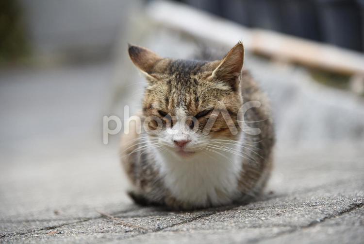 丸まった猫① 猫,丸くなる,くつろぐの写真素材
