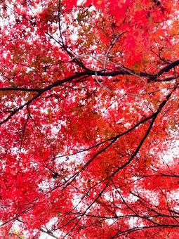 もみじ もみじ,紅葉,赤の写真素材