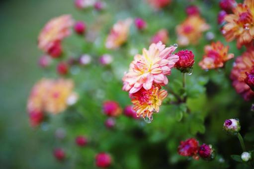 秋の花壇に咲く菊の花 秋の花壇に咲く菊の花 花,菊,秋の写真素材