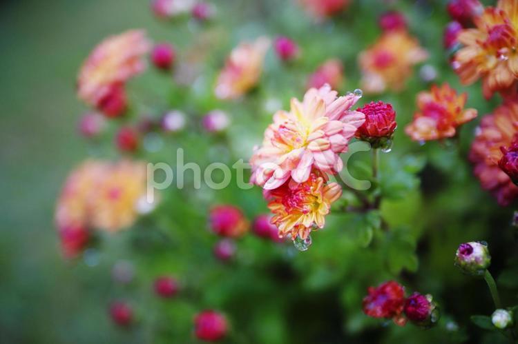 秋の花壇に咲く菊の花 花,菊,秋の写真素材