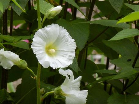 【花の写真】タチアオイ(立葵) 【花の写真】タチアオイ(立葵)の写真