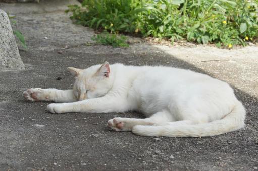 ねこ ねこの写真