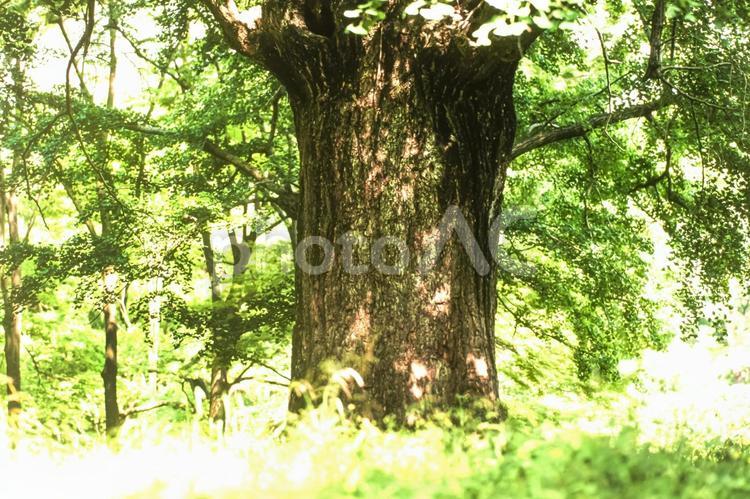 木漏れ日45 春,若葉,植物の写真素材