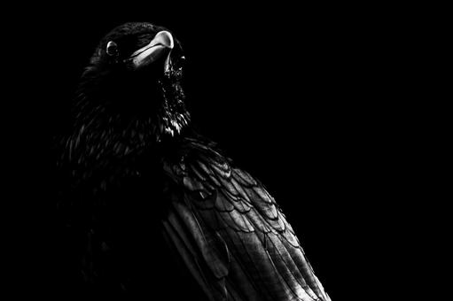Photo, crow, monochrome, dark, 