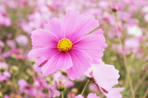 コスモス畑 コスモス,ピンク,花の写真素材