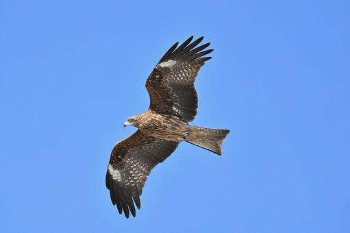 Black Kite, JPG