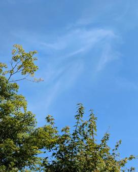 空 青空 空 青空の写真