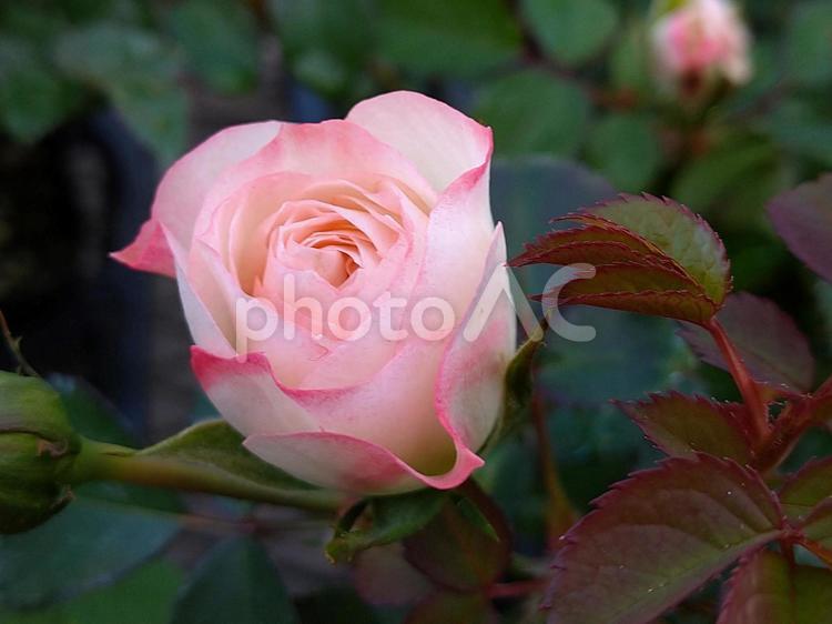 ミニバラ ミニバラ,花,フラワーの写真素材