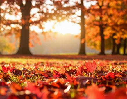 落葉した赤い紅葉いっぱいの地面 落葉した赤い紅葉いっぱいの地面の写真