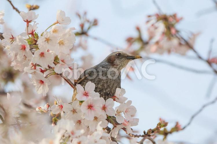 晴天でのヒヨドリと桜 ヒヨドリ,野鳥,鳥の写真素材