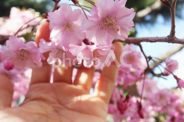 ピンク色　枝垂桜　触れる　 さくら,ピンク,枝垂れの写真素材