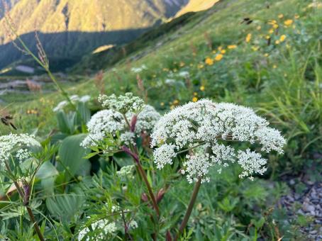 赤石岳へ登山3 お花畑 赤石岳へ登山3 お花畑の写真