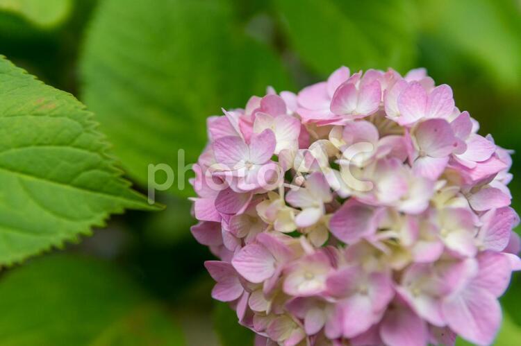 紫陽花 紫陽花,あじさい,花の写真素材