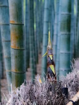 竹林の中のたけのこ 風景,自然,景色の写真素材