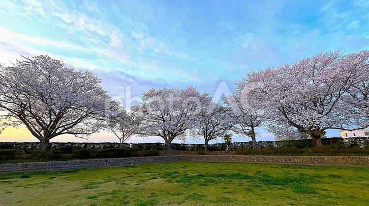 桜の木のパノラマ写真 春,季節,4月の写真素材