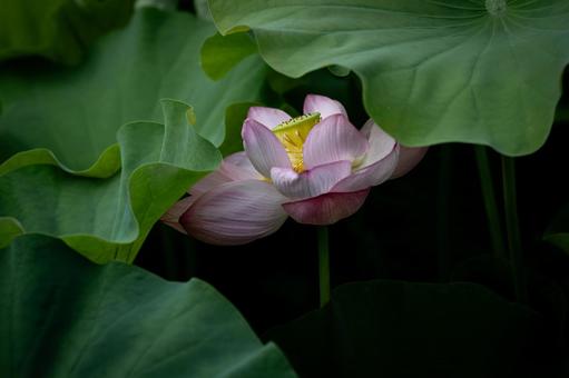 ハス ハスの写真