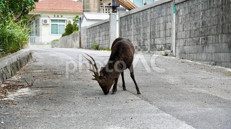 慶良間諸島阿嘉島の住宅街を歩くケラマジカ ケラマジカ,鹿,動物の写真素材