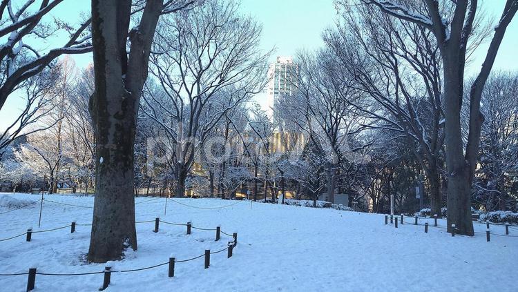 雪の積もった西新宿の公園 雪,木,枝の写真素材