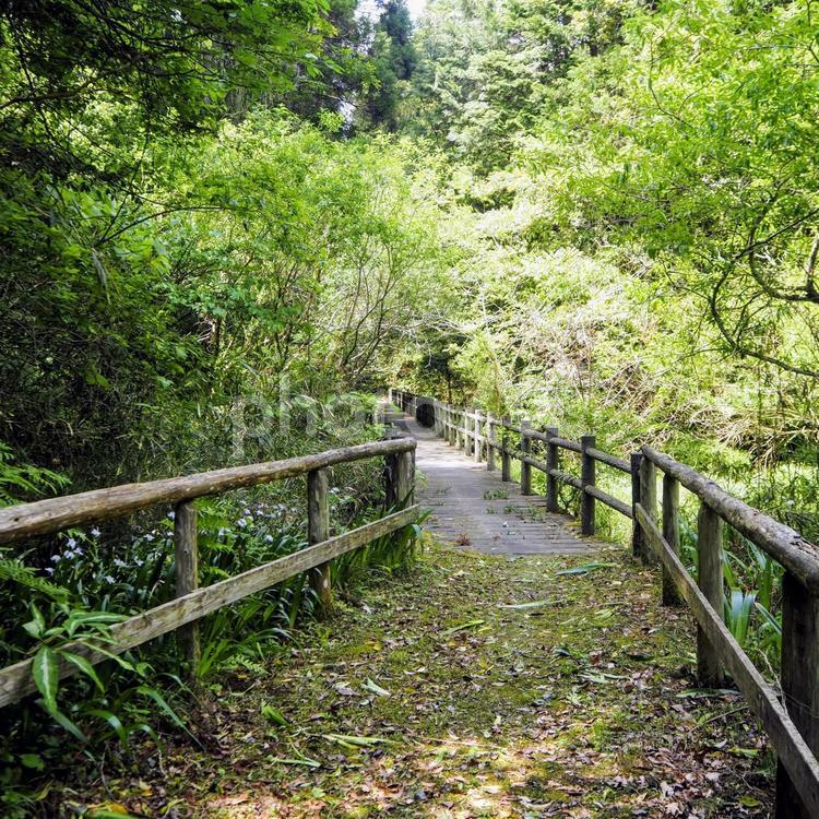 大多喜城周辺の散策路・緑の森林（千葉県） 初夏,大多喜町,森の写真素材