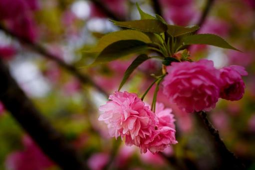 <素材>満開の八重桜の花 <素材>満開の八重桜の花 桜,八重桜,花の写真素材