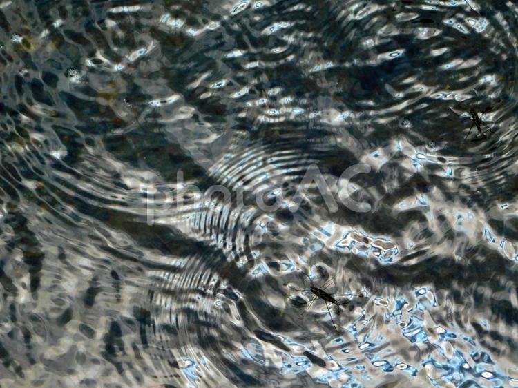 メタリックな水面とアメンボ２匹 メタリック,水面,波の写真素材