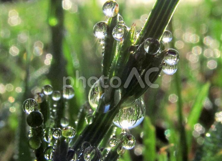 水滴と朝の光Water drops 水滴,しずく,雨の写真素材