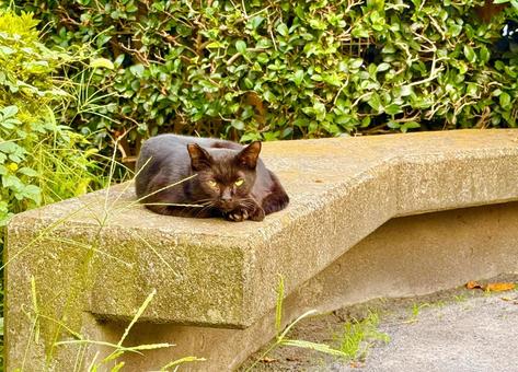 公園のベンチに寝そべる黒猫 公園のベンチに寝そべる黒猫 猫,ねこ,動物の写真素材