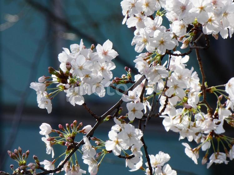 都会に咲く桜　池袋西口公園 桜,花,サクラの写真素材
