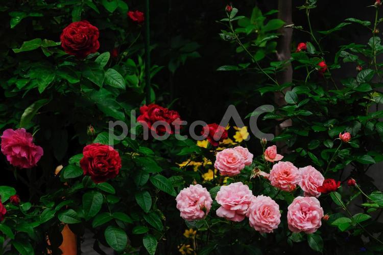 ピンクと赤の薔薇の花 バラ,赤坂４丁目,赤坂の写真素材