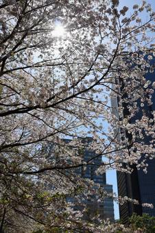 4月上旬の東京港区立檜町公園の桜 4月上旬の東京港区立檜町公園の桜の写真