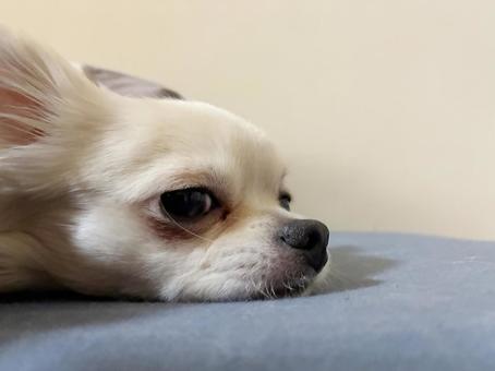 チワワの横顔のアップ チワワ,寝顔,うつ伏せの写真素材