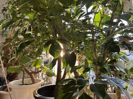 観葉植物がたくさんある室内 観葉植物がたくさんある室内 温室,室内,植物の写真素材
