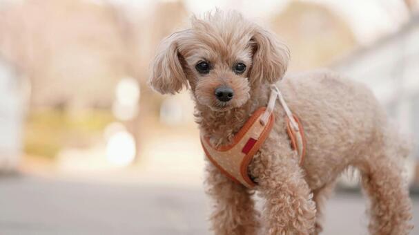 トイプードルの屋外ポートレート 犬,トイプードル,犬の写真の写真素材