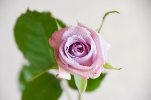 紫のばら 紫,水滴,花の写真素材