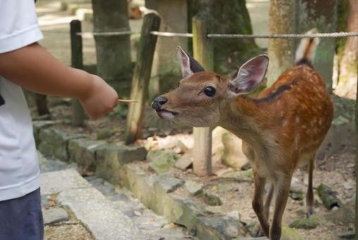 奈良公園の鹿に鹿せんべいをあげる観光客 奈良公園の鹿に鹿せんべいをあげる観光客の写真